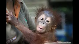 Baby Orangutan's Silly Antics!