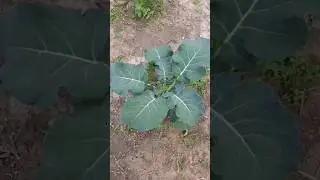Белокрылка на капусте. Что реально помогает. Часть 1 
