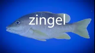 How to pronounce zingel