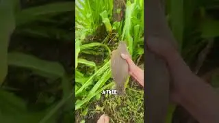 An Adorable Little Squirrel ❤️ 