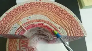 Layers of the digestive tract