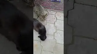 Они меня везде найдут#shorts