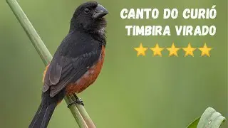 Curió Canto Timbira Virado | Encarte de Filhotes e Estímulo Para Canto Forte e Puro
