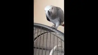 Кот_Марик#наглая котячая морда изучает;)))))