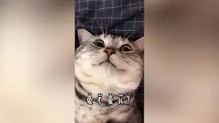 Funny kitty 可愛いねこちゃんep#1
