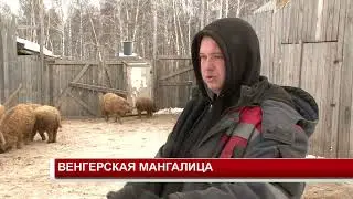 ВЕНГЕРСКАЯ МАНГАЛИЦА
