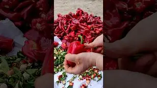 Salçalık Biber 🌶️ Temizlik 🔥