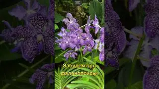 #орхидеи