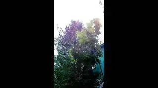 дождь