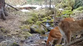 Two Cougars at the Creek