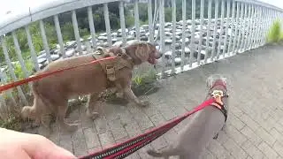 ワイマラナーのジーノ初めての散歩