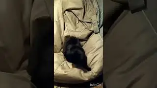 не поделили тепленькое местечко #котики #shorts #funnycats