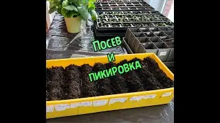 Посев и пикировка.