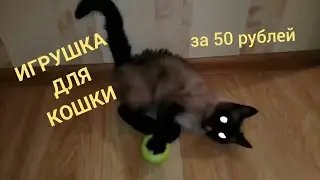 ЧЕМ ЗАНЯТЬ КОШКУ. ЛАЙФХАК КАК СВЕСТИ КОШКУ С УМА.