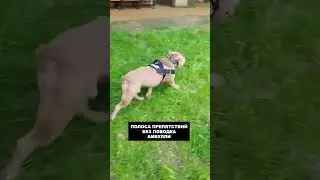 БУЛЛИ ЛЕГКАЯ ПОЛОСА ПРЕПЯТСТВИЙ БЕЗ ПОВОДКА / собачий колдун
