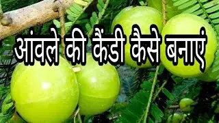 llआंवले की कैंडी कैसे बनाएं पूरी जानकारी ll कृषि पर्यवेक्षक ll