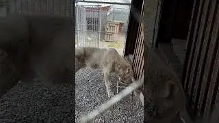Бравые парни и принцесса