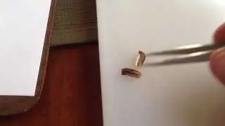 Viktor Grebennikov #1 - Testing Scarab (June Bug) Wing Covers