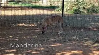 Mandarina