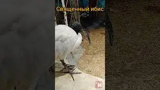 Результат, когда суёшь свой нос в чужой вопрос   #birds #animals #travel