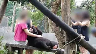 Please help us free Ajib from exploitation
