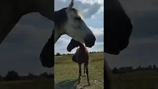 Кони и фитбол