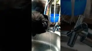 смешные котики# cat.