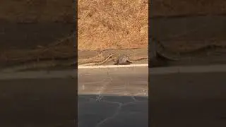Rattlesnake mating ritual