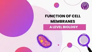 Function of Cell Membranes | A Level Biology | OCR, AQA, Edexcel
