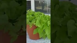 Let's talk gardening
