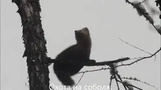 Охота на соболя
