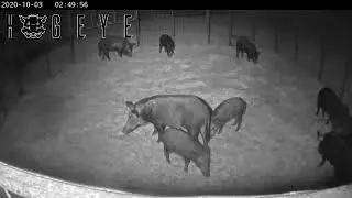 9 more piggies going to the market