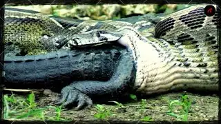 When Animals Mess With the Deadliest Snake