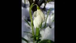 Untitled video