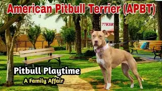 You Want To Buy A Pitbull Dog Watch This Video Before Buy?#pitbull #dogslover #dogsbreed#terrier