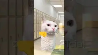 Мой ТГ канал в описании канала#хочуврек#котики#футажи#shorts Автор звука:@kikkadim