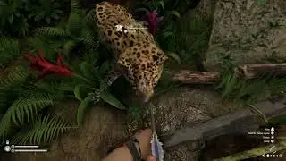 Green Hell - first  jaguar encounter