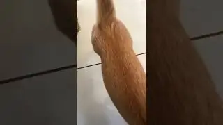 Kucing Diajar ngobrol ga bisa🤣