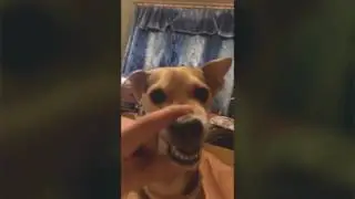 Собачка
