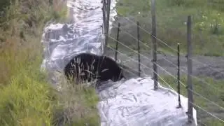 Bear under ground