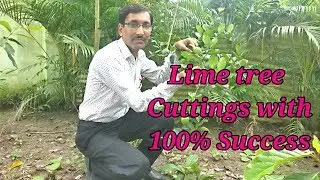 How to take Lime / Lemon tree Cuttings with 100 % Success.