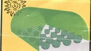 Помидоры под затеняющей сеткой.