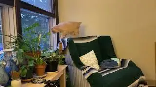 Cat jumps on chair and starts morning observation shift