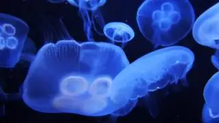 At the S.E.A. Aquarium