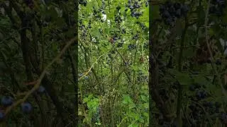 Berry season is here | New Zealand Blueberry