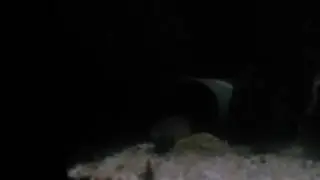 Baby Lepidosiren paradoxa feeding