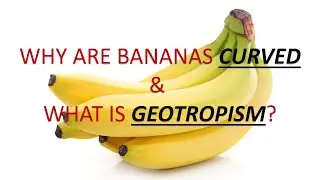 Why bananas are curved in shape?(in hindi)