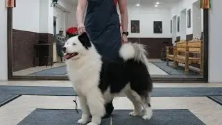Груминг якутской лайки