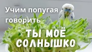 Учим попугая говорить 
