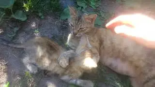 КОШКА И КОТЁНОК